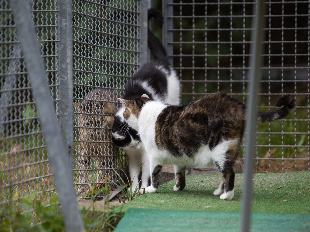 Rambo, Bert und Bimba begrüßen sich am Zaun