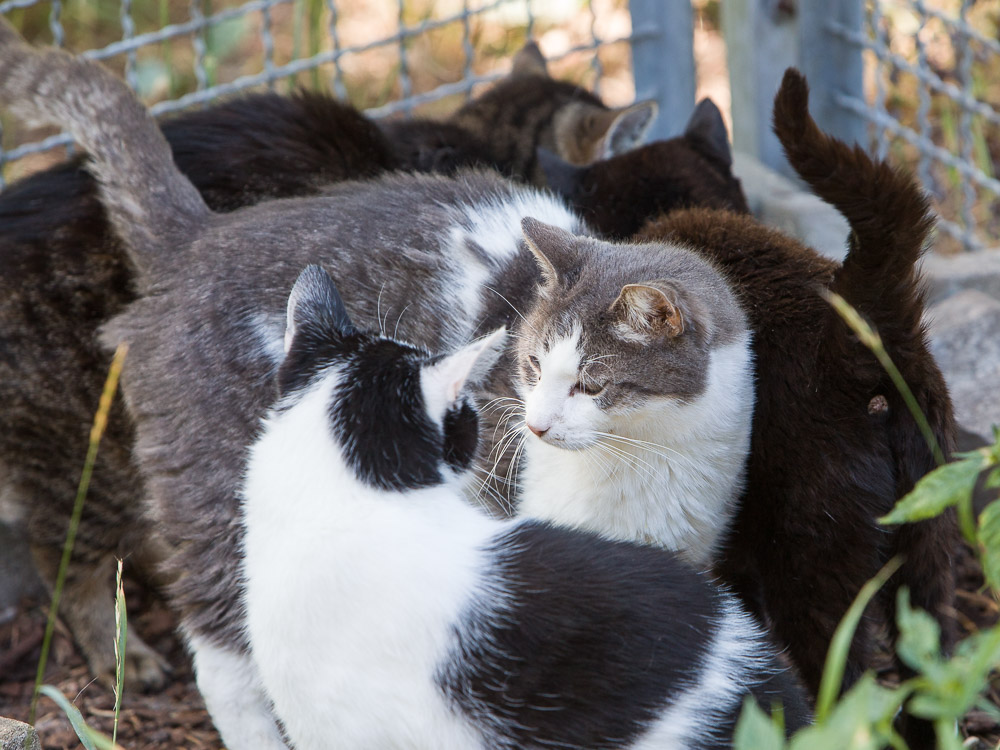 viele Katzen haben sich am Zaun versammelt