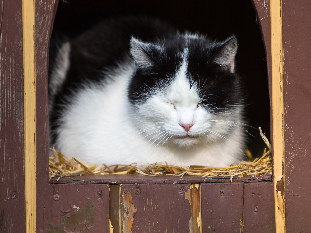 Bert liegt in einer mit Stroh gepolsterten Hütte und schläft.