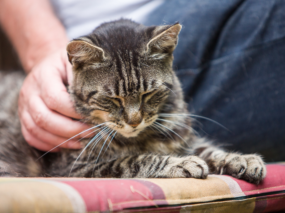 Eine getigerte Katze liegt auf einem Sitzpolster und lässt sich kraulen. Man sieht an ihrem Blick, dass es ihr gefällt.