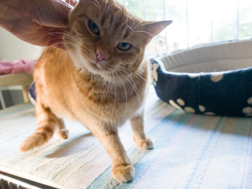 Eine rote Katze steht da und lässt sich kraulen. Sie verbiegt sich, damit die Streicheleinheiten an der richtigen Stelle ankommen.