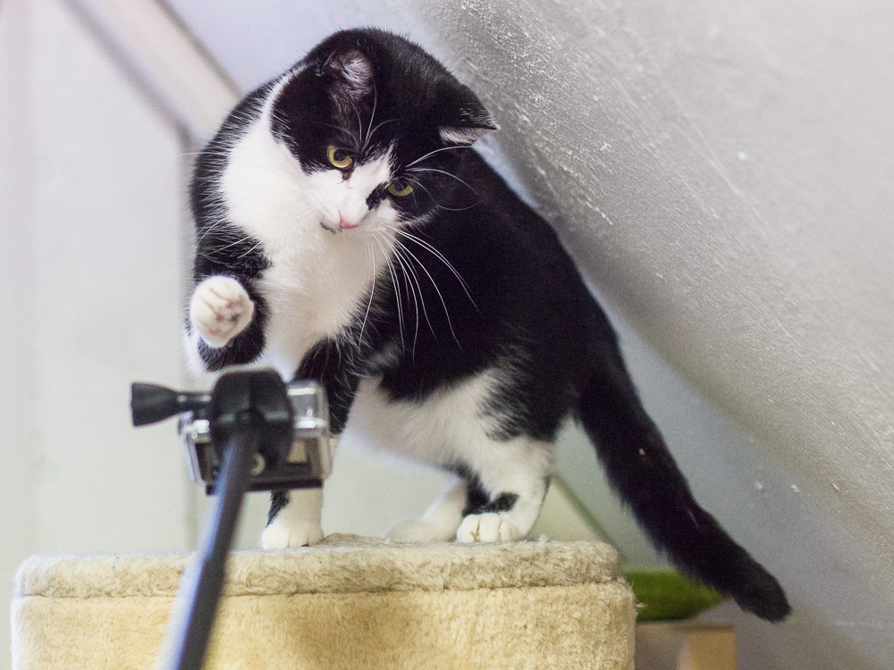 Eine schwarz-weiße Katze spielt mit einer kleinen Kamera, die direkt vor sie gehalten wird.