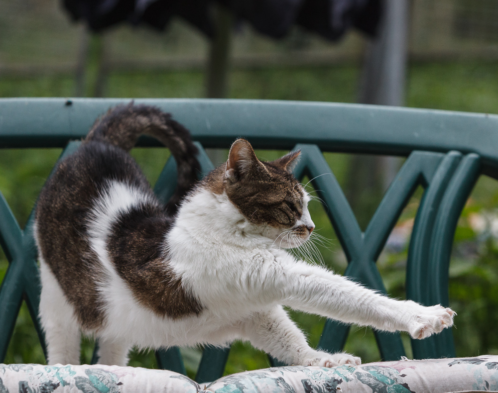 Eine weiß-getigerte Katze auf einer Bank im Garten streckt sich.