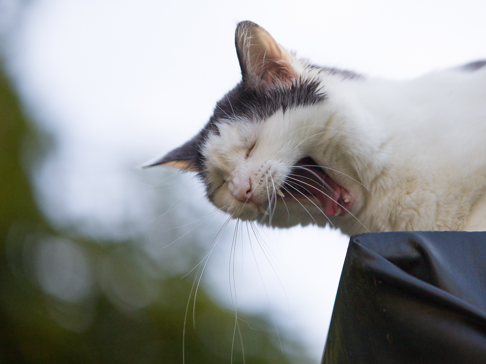 Eine weiß-graue Katze sitzt erhöht und gähnt herzhaft.