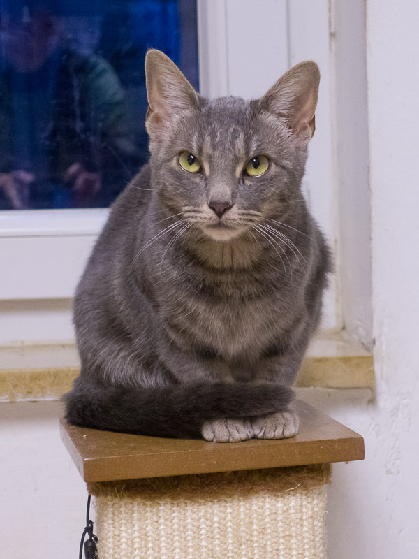 Frieda sitzt auf einem Kratzbaum