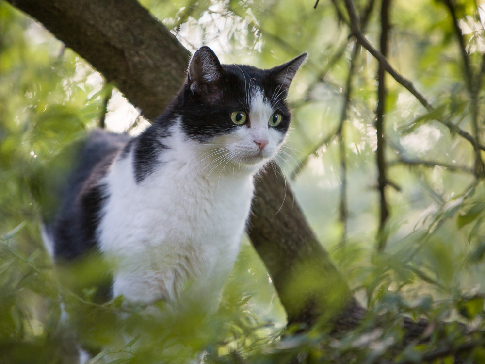 Johnny steht auf dem Baum und blickt interessiert nach unten