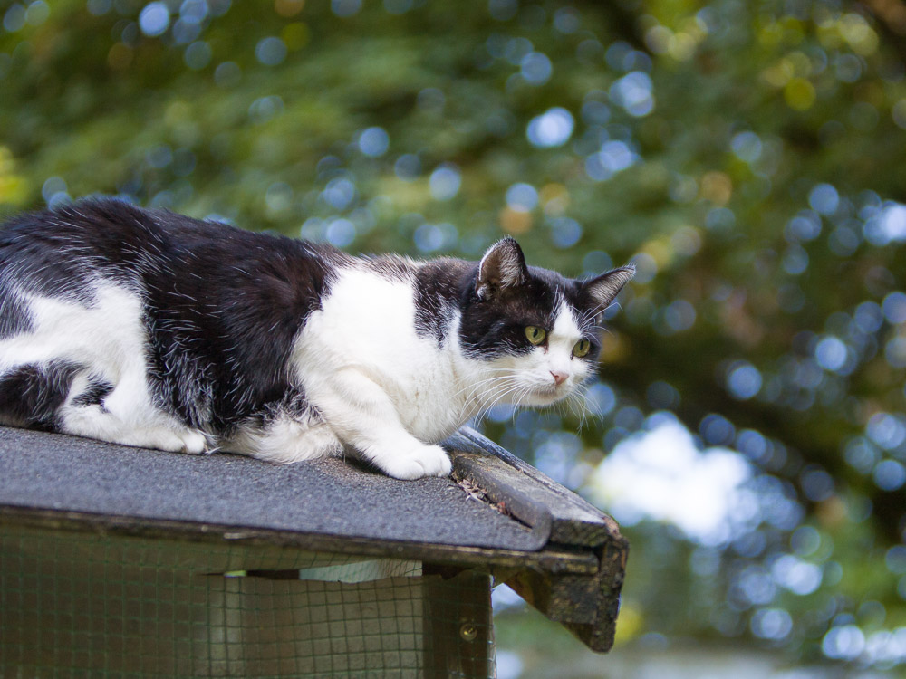 Johnny ist auf dem Dach des Holzhauses im Garten und beobachtet, was unten vor sich geht.