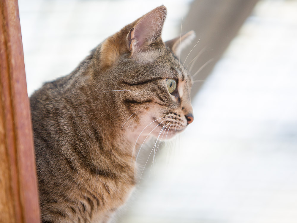 Josy sitzt erhöht und hat die Ohren nach vorne geneigt.