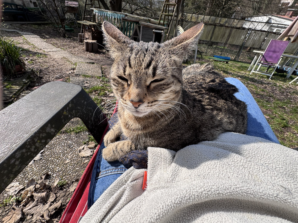 Josy hat es sich auf dem Schoß gemütlich gemacht