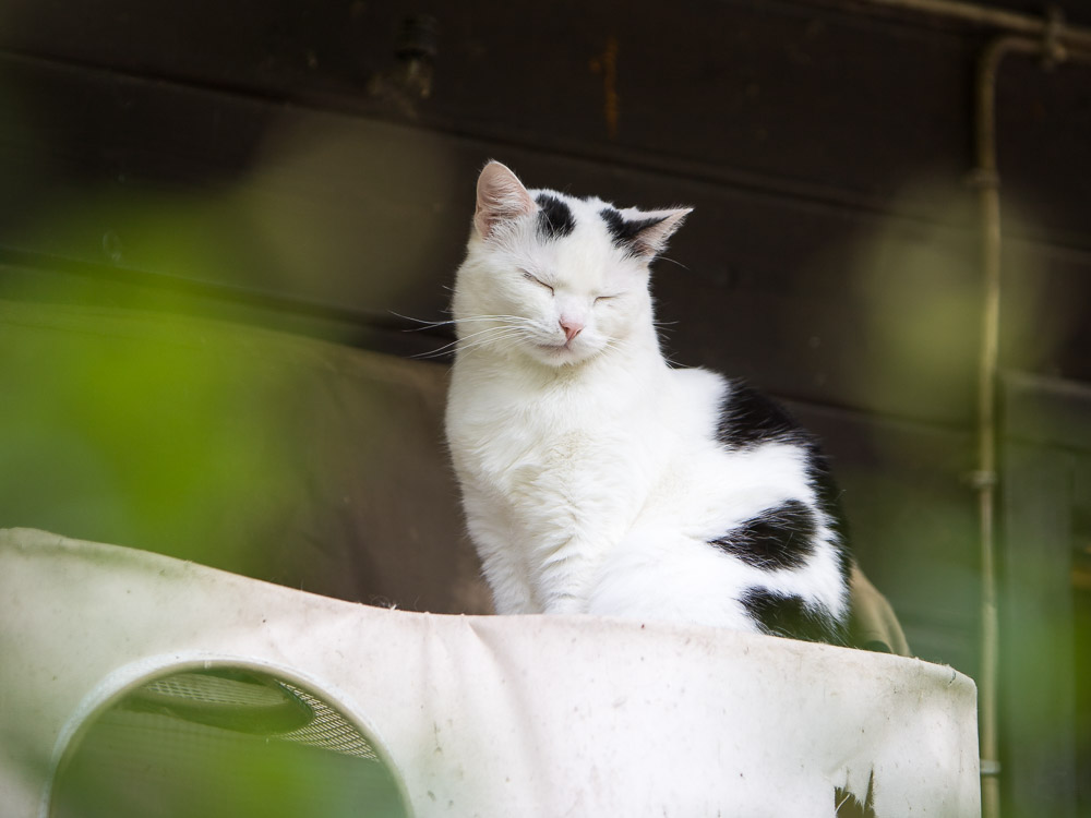 Mimmi sitzt im Garten und döst