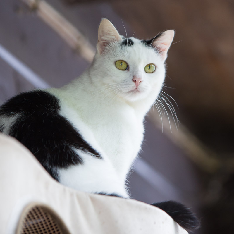 Mimmi sitzt auf einem "Aussichtsposten" im Garten