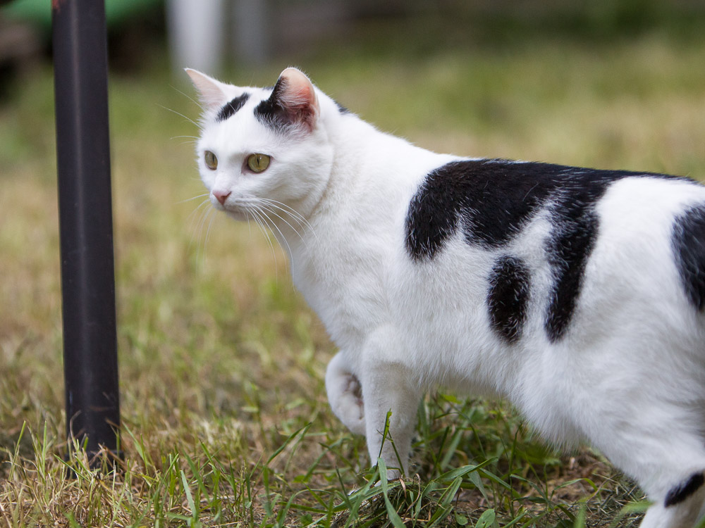 Mimmi steht im Garten und schaut ganz interessiert