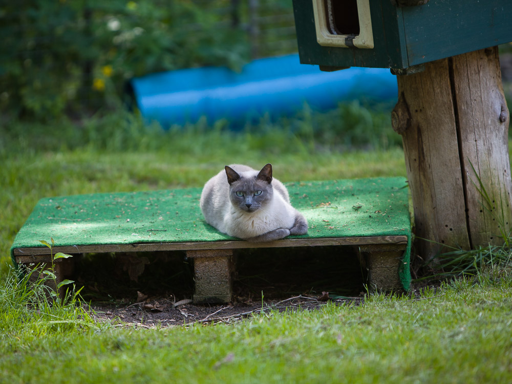 Minou liegt auf einer mit Stoff überzogenen Europalette im Garten