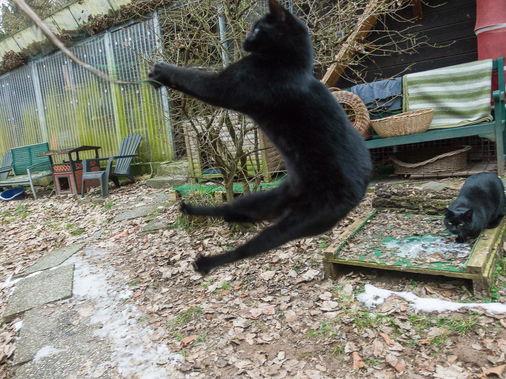 Nikki ist mit allen vier Pfoten hoch in der Luft und versucht die Feder an der Angel zu fangen.
