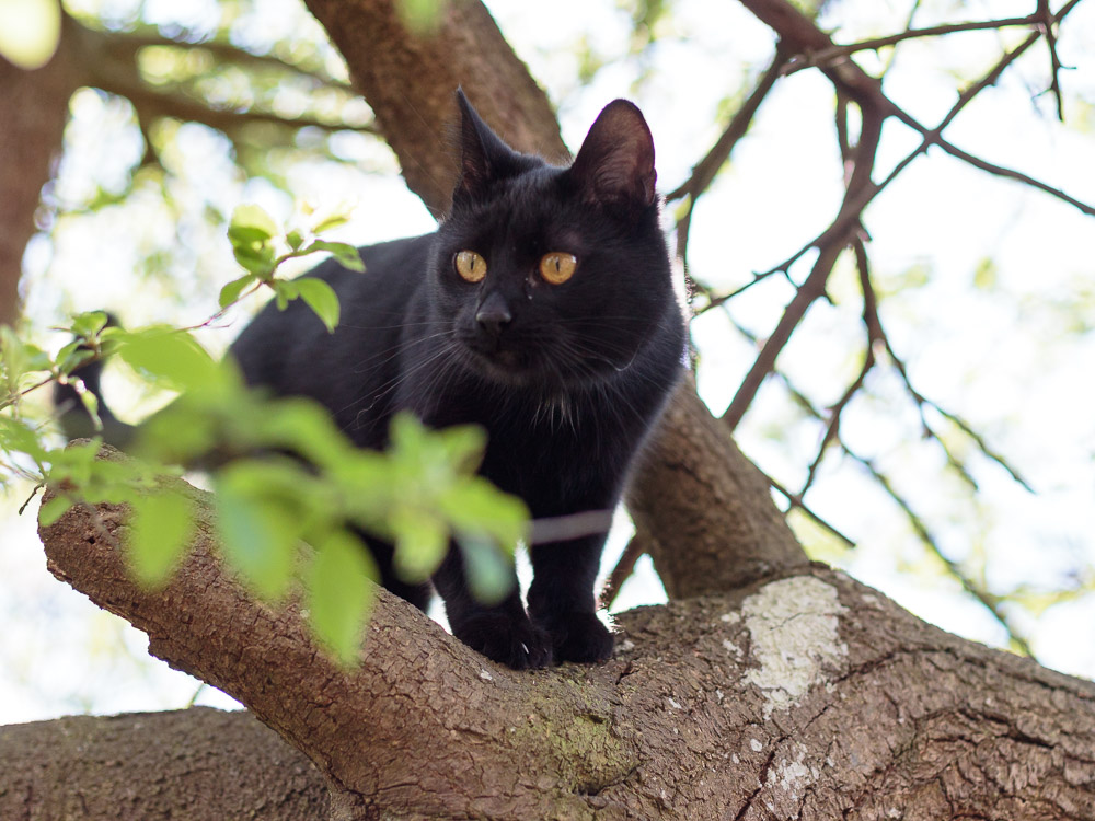 Nora sitzt im Baum und blickt nach unten