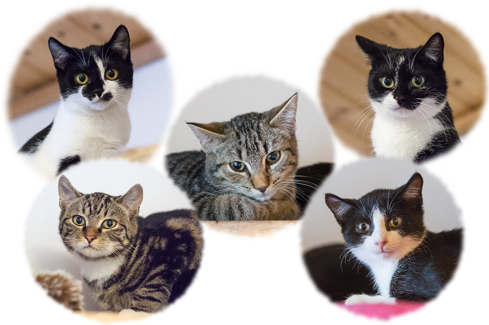 Porträts der fünf Kitten