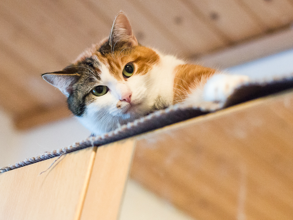 Sophia liegt oben auf dem Schrank und sieht aus, als wäre sie in Spiellaune.